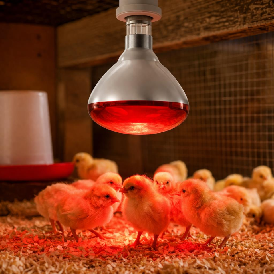 Philips 250W Infrared Isıtma Lambası BR125 E27 Kızılötesi Kırmızı Işık Ampul Hayvan Isıtma & Fizik Tedavi 220V